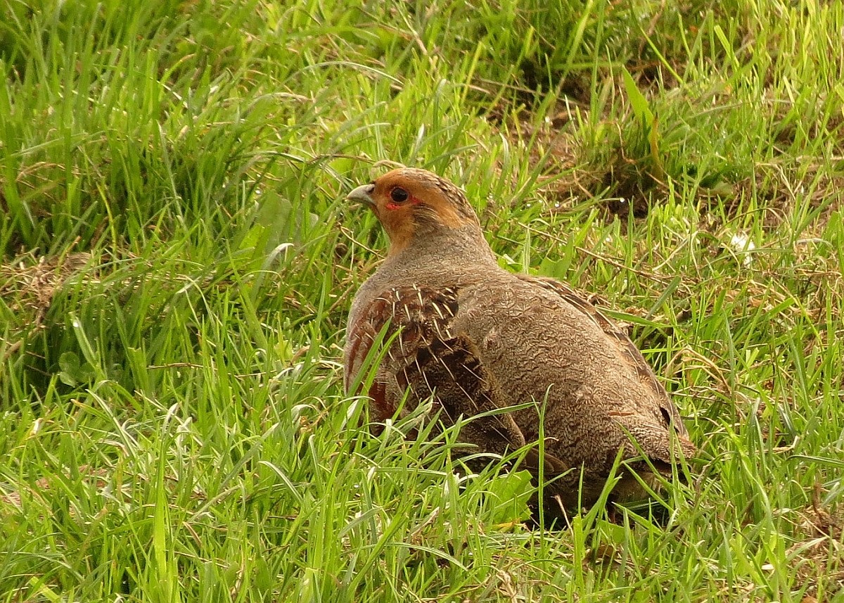 Perdix perdix, Grey Partridge